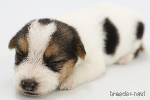 成約済の神奈川県のジャックラッセルテリア-240354の1枚目